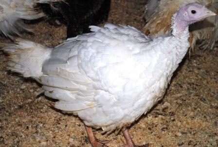 Large White Turkey Hen
